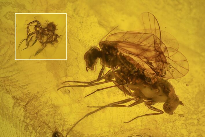 Detailed Fossil Bark Louse, Fly, and Spider in Baltic Amber #234554
